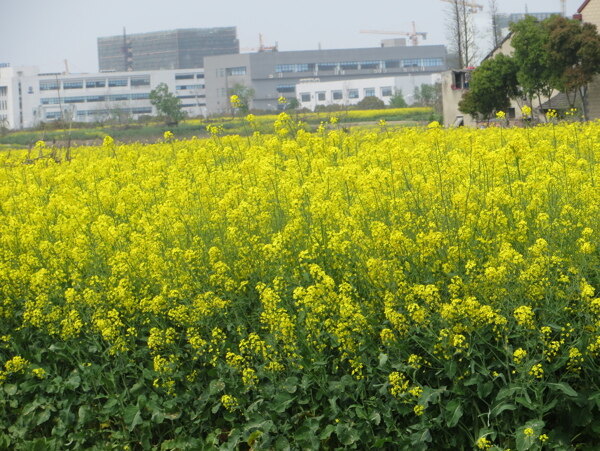 油菜花田