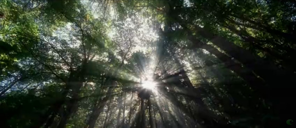 斑驳树影特写高清实拍视频素材