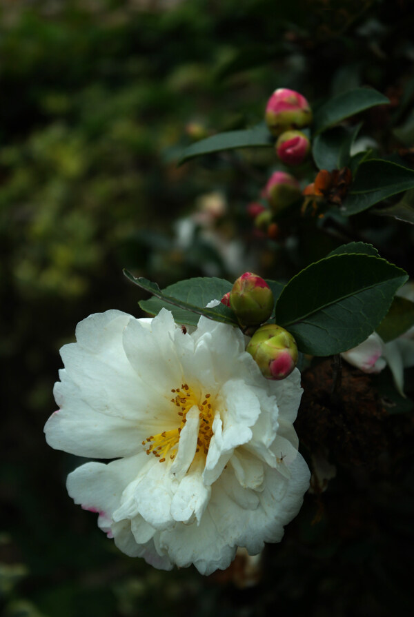 山茶花