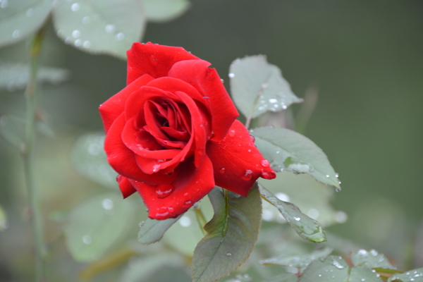 雨露月季花图片