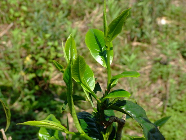 茶叶树图片