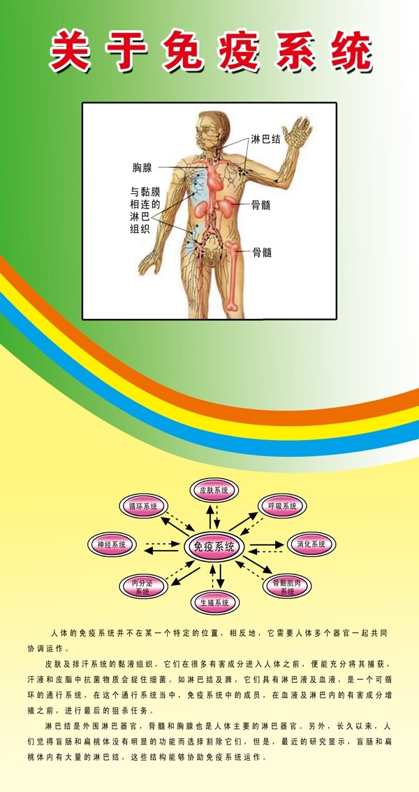 关于免疫系统