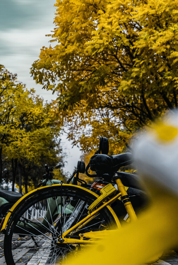 单车共享单车黄色秋天背景素材