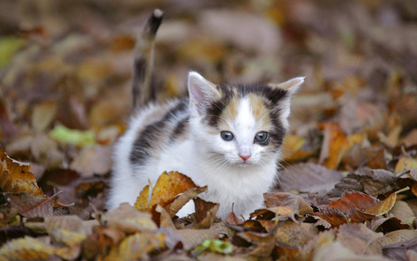 树叶上的小猫