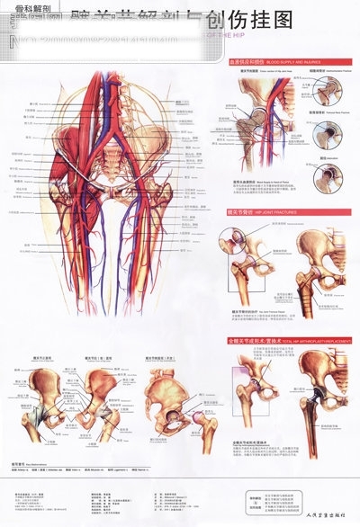 髋关节解剖与创伤挂图