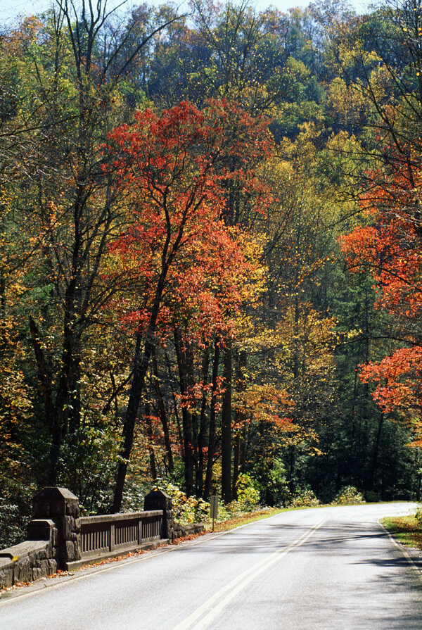 秋天公路树林风景图片