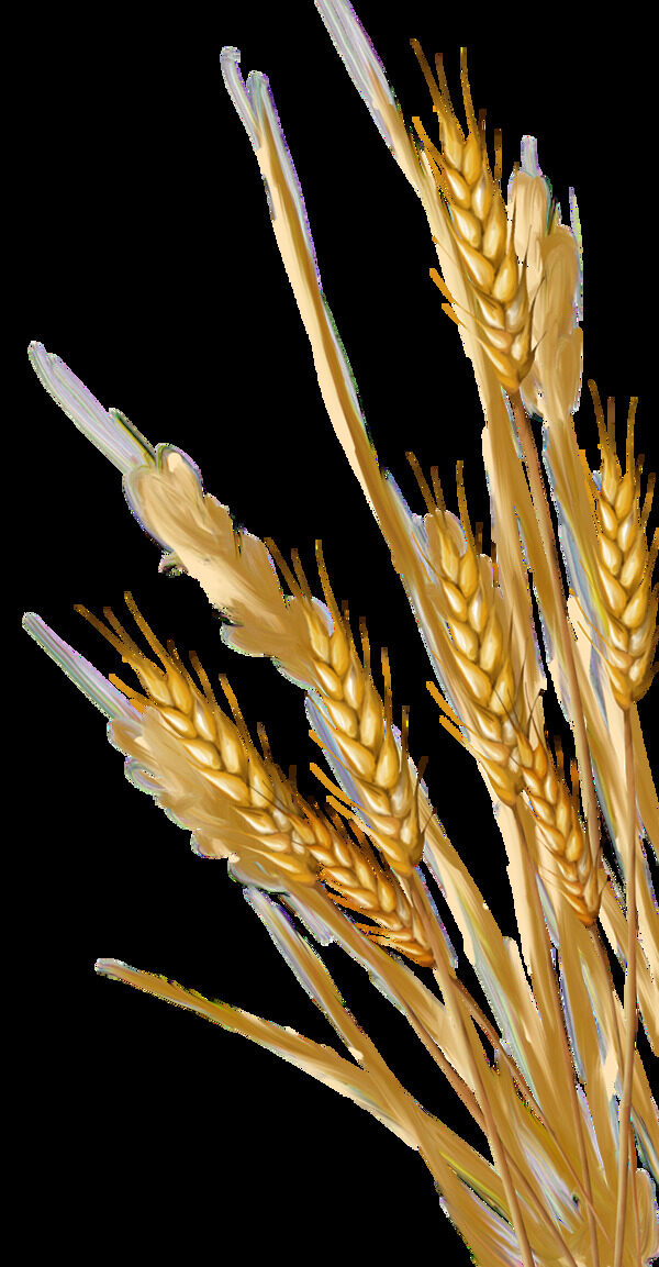 成熟的小麦麦子麦穗金黄