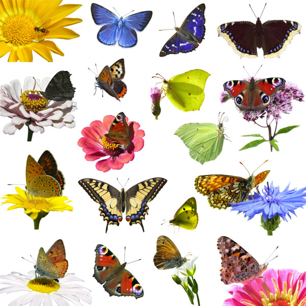 蝴蝶和花朵图片图片