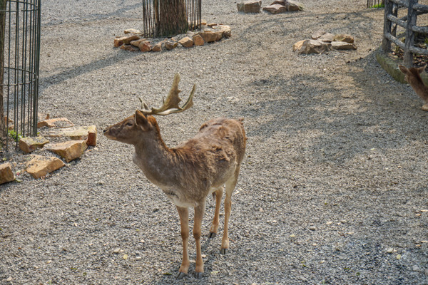 动物园麋鹿动物摄影
