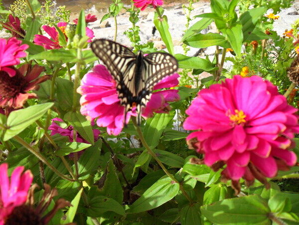 蝴蝶和鲜花