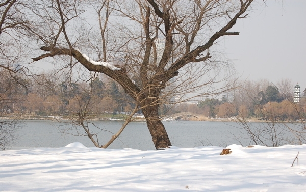 玄武湖雪景图片