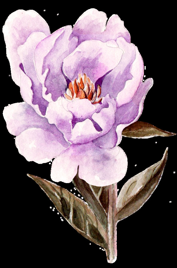 紫色牡丹花透明素材png