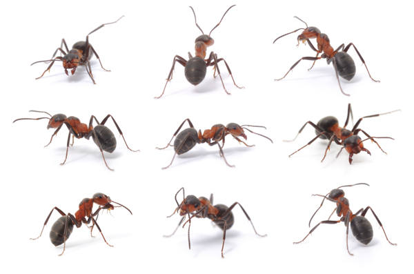 蚂蚁各个形态摄影图片