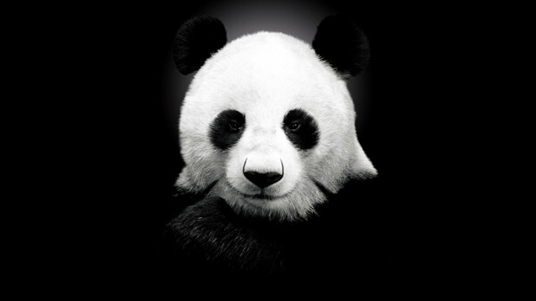 黑白熊猫个性壁纸背景