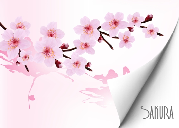 春天粉红色花朵背景矢量图形01
