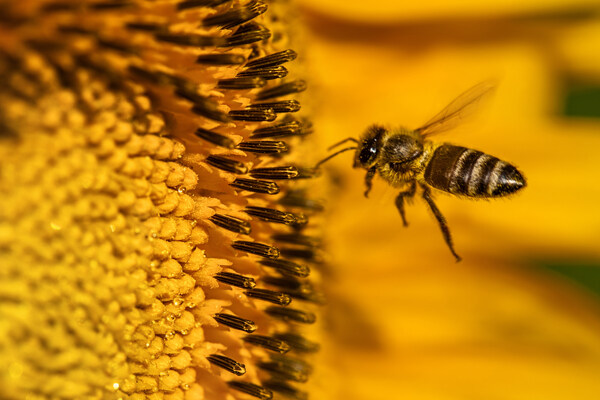 花朵里的蜜蜂图片