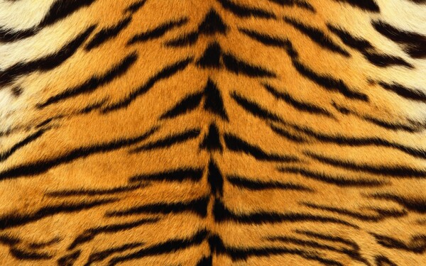 美丽的老虎皮毛背景图