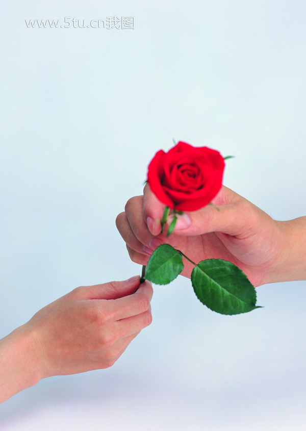 2个人手传递1枝红玫瑰