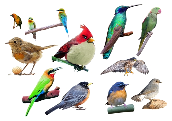 形态各异的鸟素材