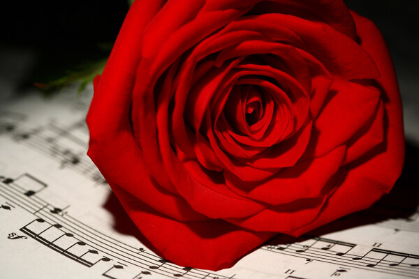 玫瑰花与音乐谱图片