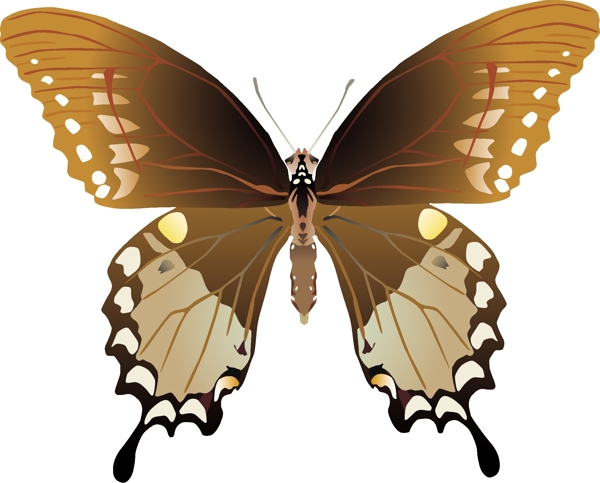 印花矢量图动物蝴蝶色彩棕色免费素材