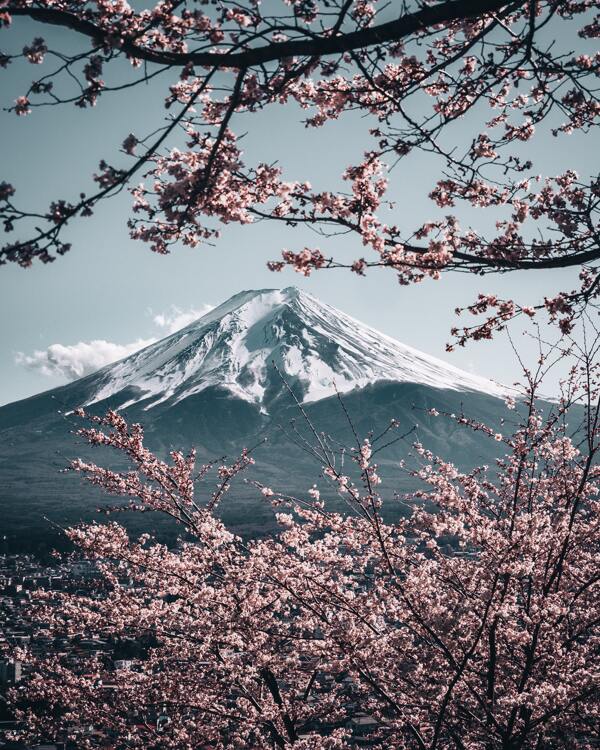 日本樱花富士山合成背景素材
