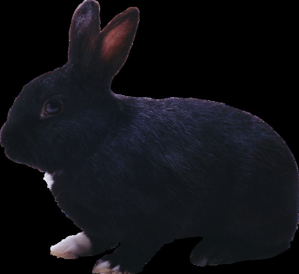 黑色毛发兔子免抠png透明图层素材