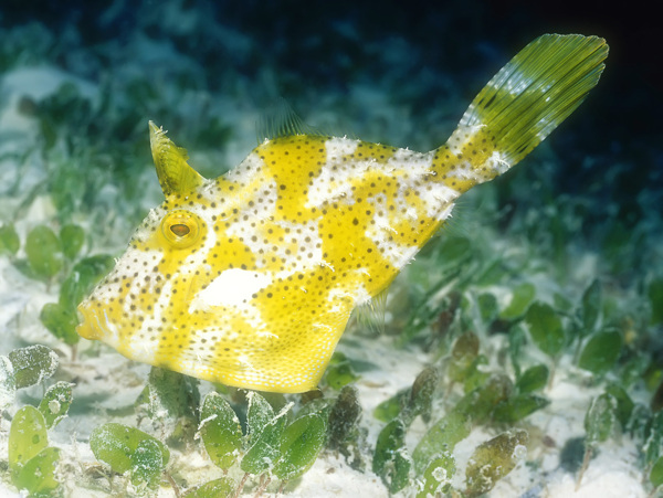 海洋生物