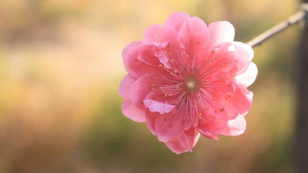 桃花图片