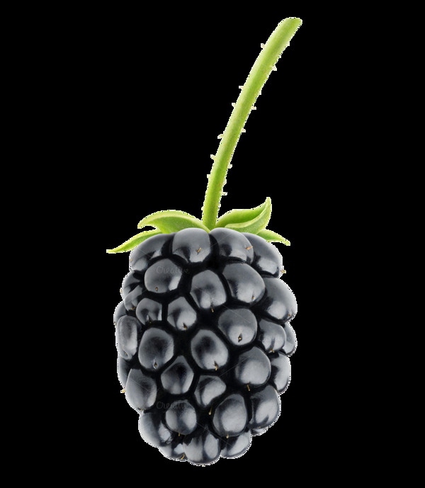黑莓元素图片免抠png透明图层素材
