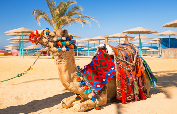 景区里的骆驼拍摄素材图片