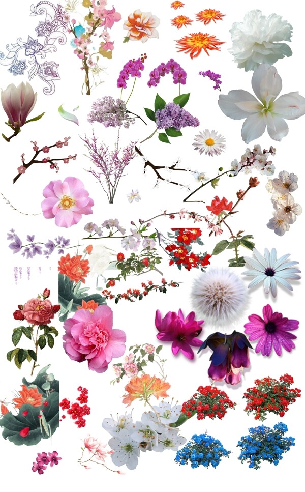 各种花的PSD分层素材图片
