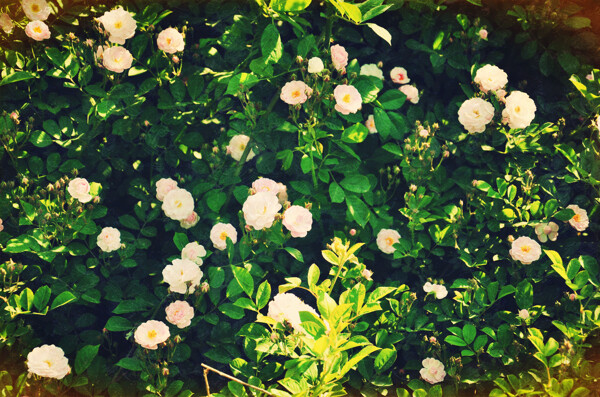 矮玫瑰图片