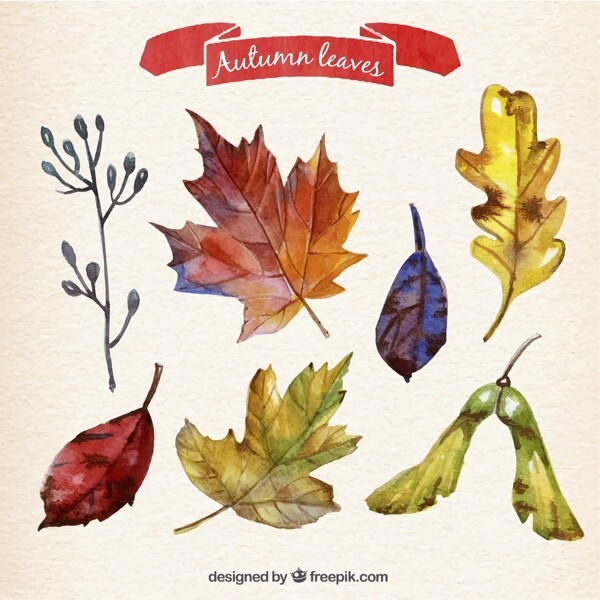 彩绘秋天树叶设计矢量素材