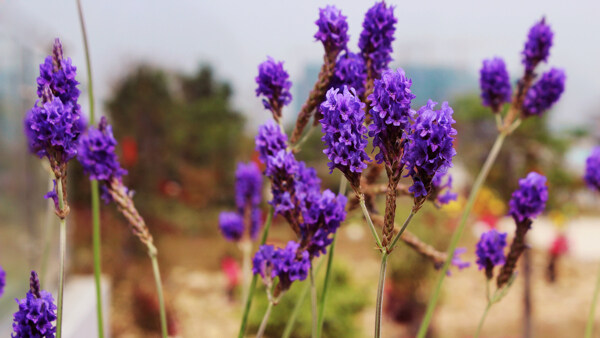 薰衣草花图片