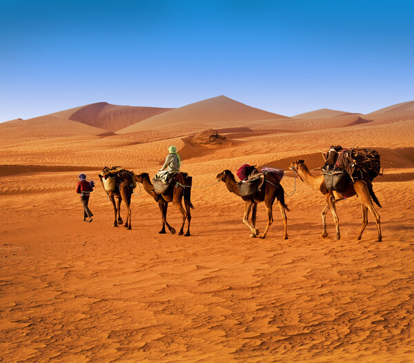 沙漠骆驼图片