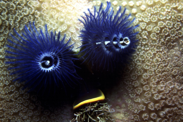 全球首席大百科深海生物鱼珊瑚海底