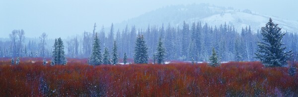 冬天雪景雪景大雪