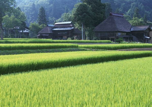 春天的田野