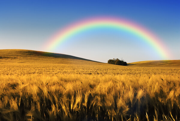 麦田上空的美丽彩虹图片