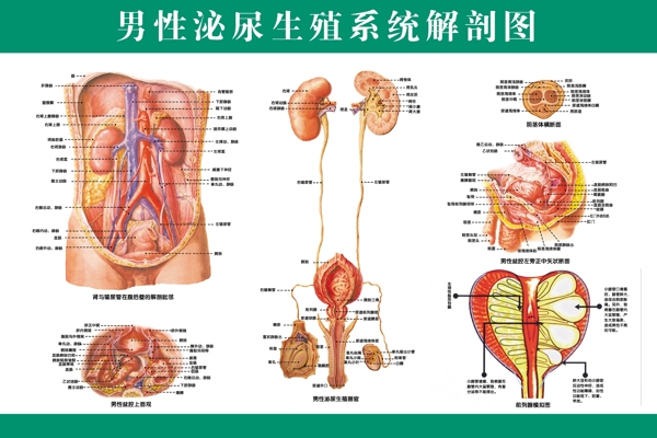 男性泌尿生殖系统图