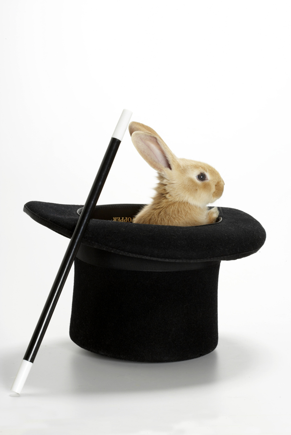 魔术师的小兔子图片