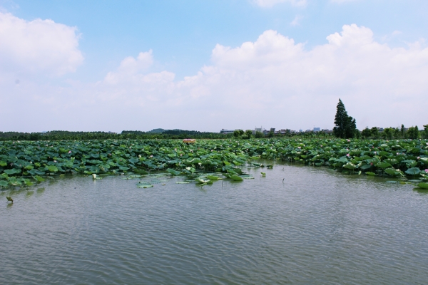 东莞麻涌华阳湖湿地公园图片