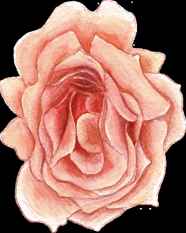 彩铅手绘花朵植物素材