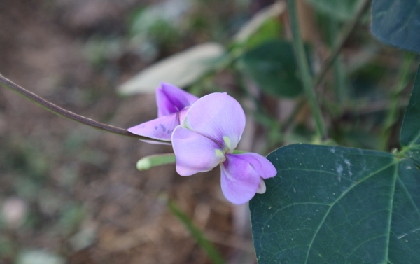 豇豆花