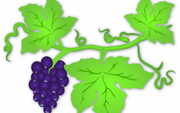 矢量插画的成熟的葡萄