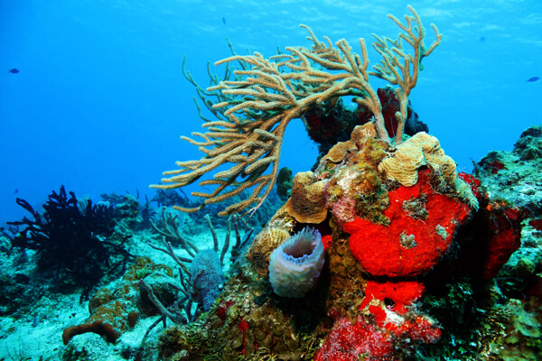 美丽的海底生物世界图片