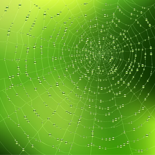蜘蛛网的设计元素矢量图03