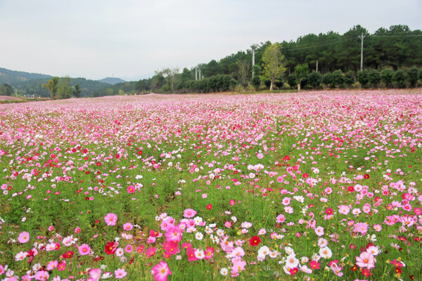 格桑花海