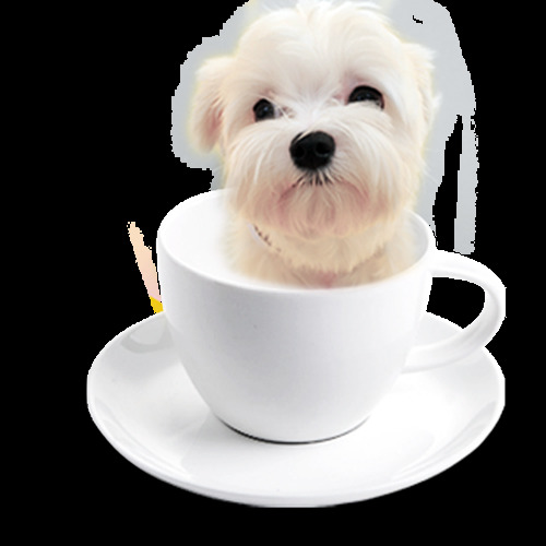 可爱浅色茶杯犬产品实物